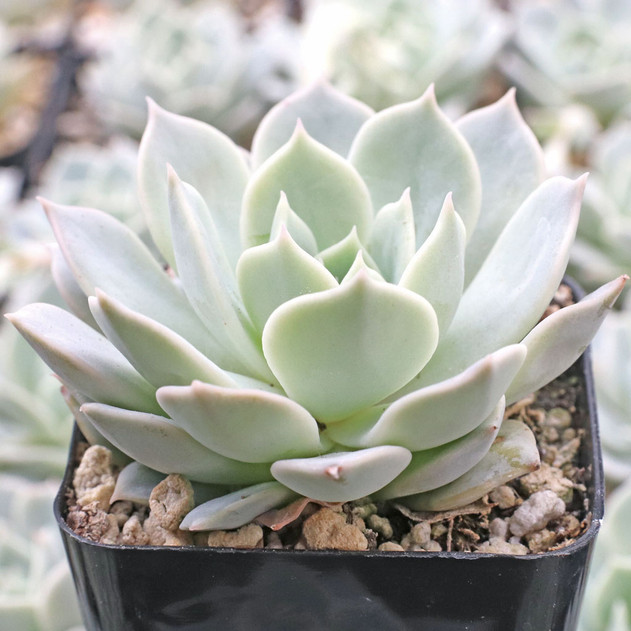 Echeveria 'Elsa' - March