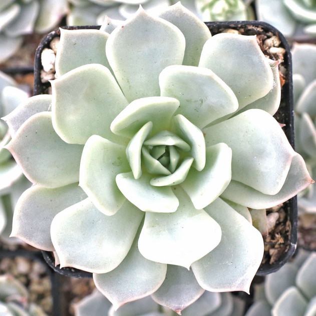 Echeveria 'Elsa' - March