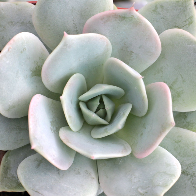 Echeveria 'Elsa' - Summer