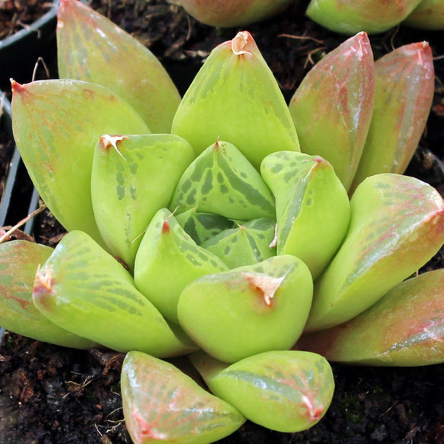 Haworthia cuspidata [large] Mountain Crest Gardens
