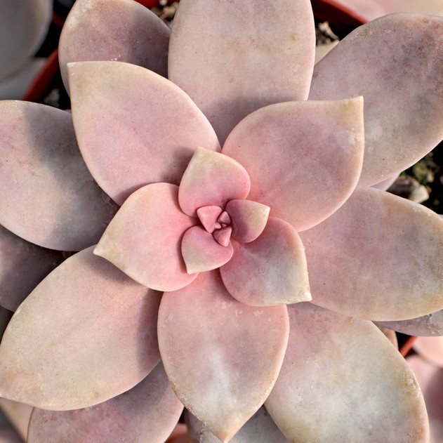 Graptopetalum superbum