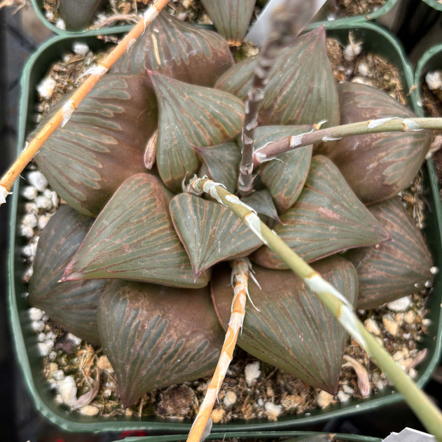 Haworthia retusa f. multilineata [large]