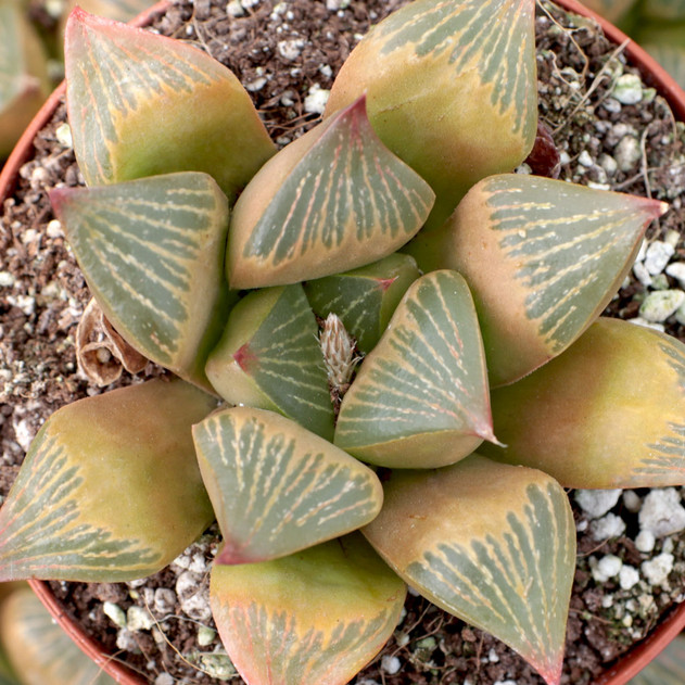 Haworthia retusa f. multilineata [limited] [large]