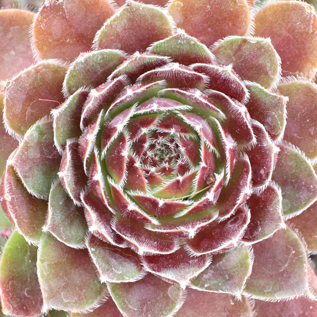 Chick Charms® Berry Bomb™