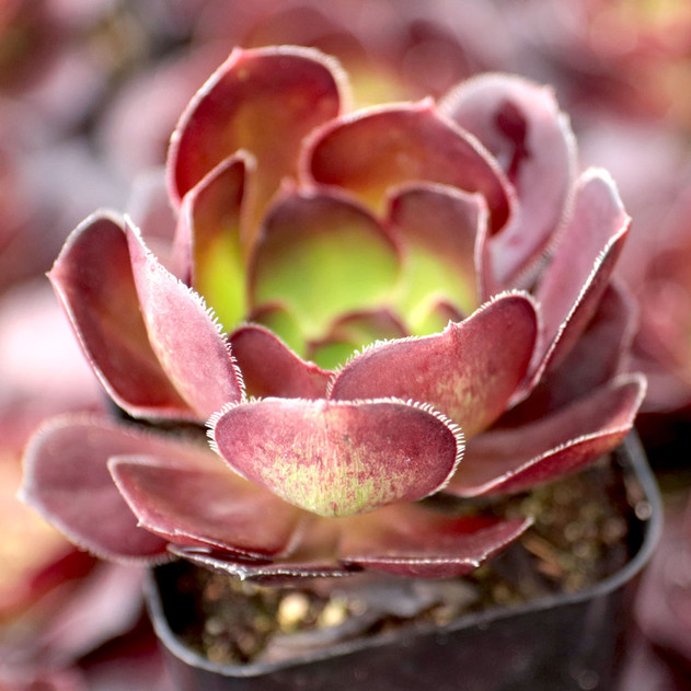 Aeonium arboreum 'Silk Pinwheel' - Side view