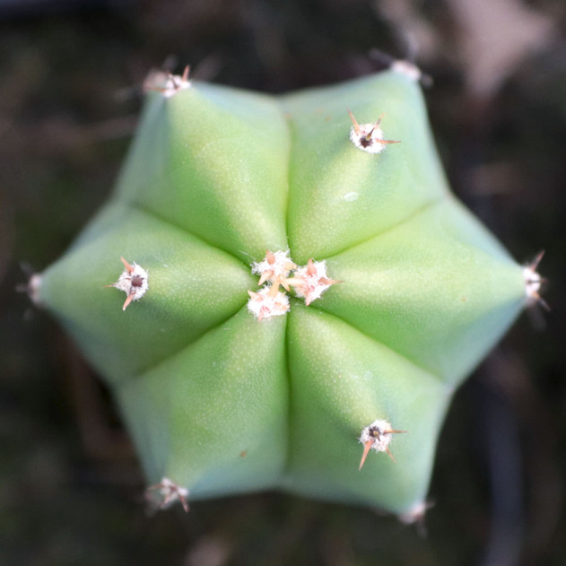 Polaskia chende - Top view