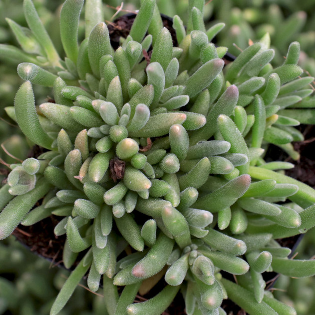 Delosperma Hot Cakes® 'Fig Fusion'