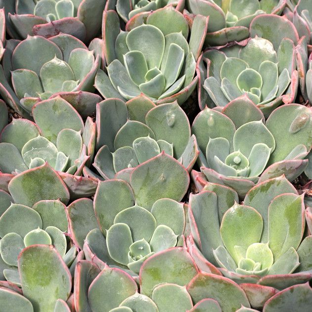 echeveria raindrop succulent