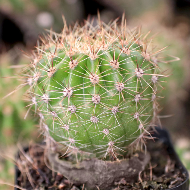 Echinopsis mamillosa