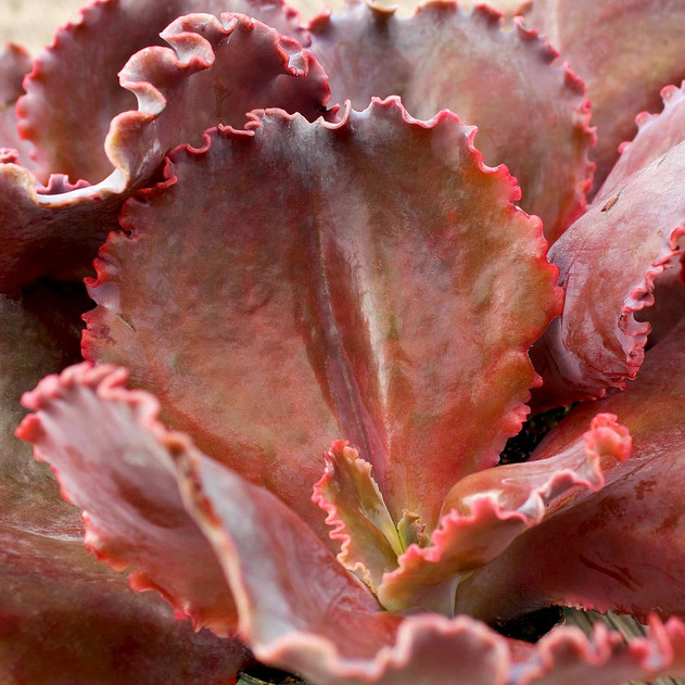 Echeveria 'The Rose' (Mature)