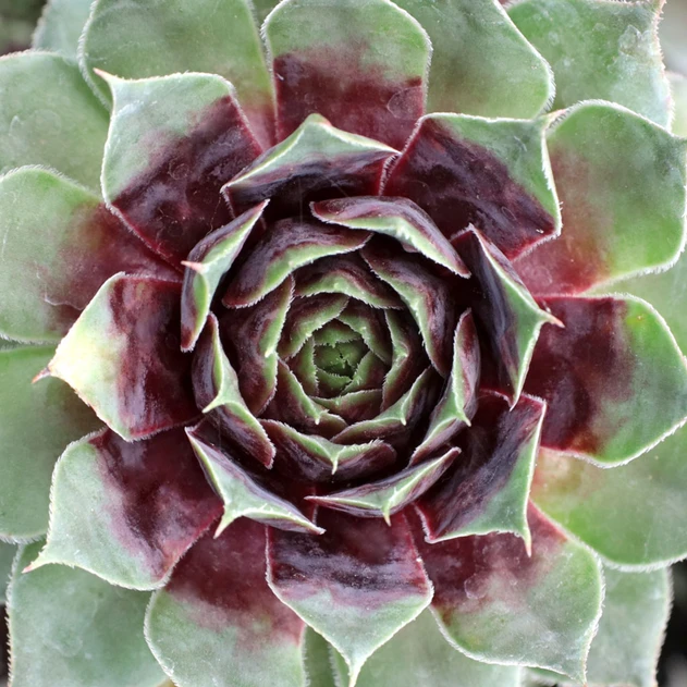 Sempervivum 'Crimson Crush'