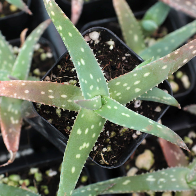 Aloe jacksonii [limited] - Top View