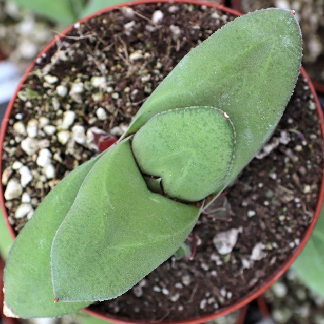 Gasteria glomerata - Ox Tongue