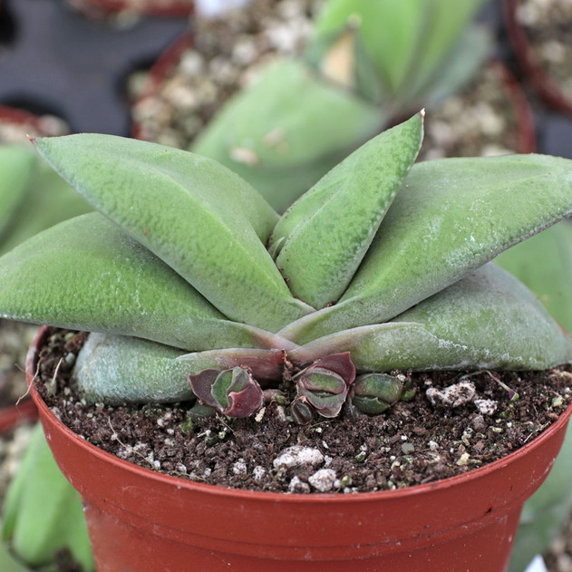 Gasteria glomerata - Ox Tongue