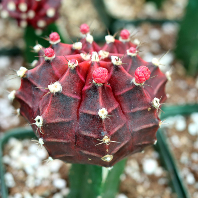 Gymnocalycium mihanovichii - Grafted Moon Cactus [purple] [large] - February