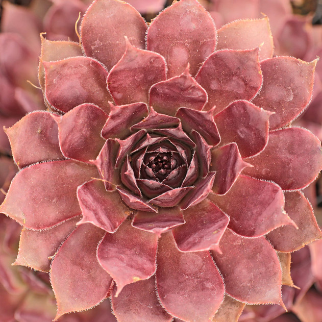 Sempervivum 'Black Lotus' - July