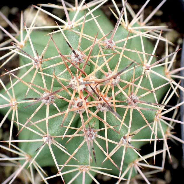 Thelocactus setispinus - Miniature Barrel Cactus