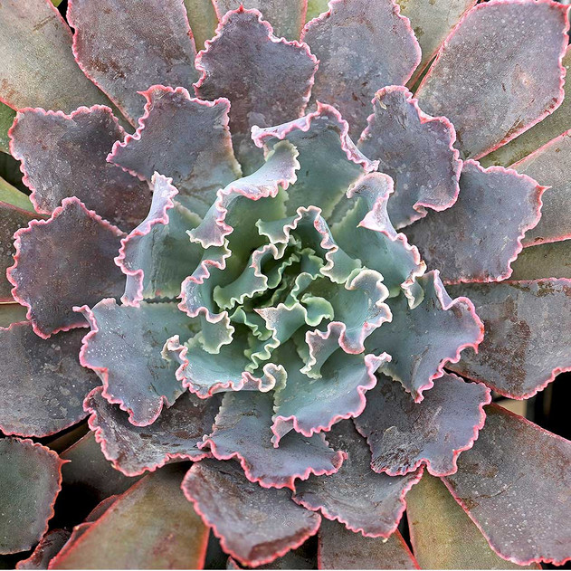 Echeveria 'Neon Breakers' [large]