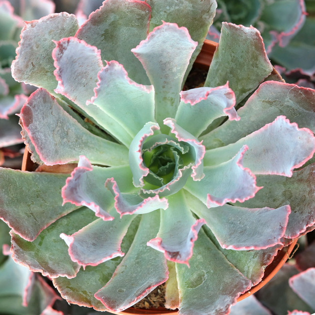 Echeveria Neon Breaker in a pot.