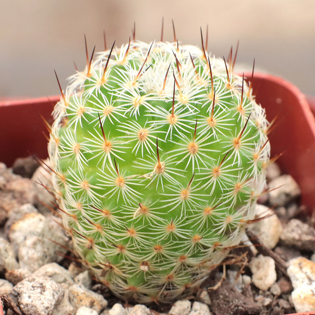 Mammillaria haageana