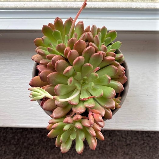 Graptoveria 'Bashful' (Photo by Reddit user kruton1024)