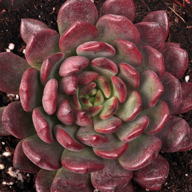 Graptoveria 'Bashful' - Stress Colors