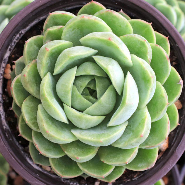 Echeveria 'Seaglass'