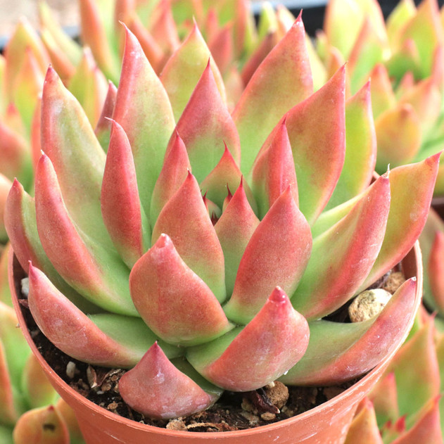 Echeveria agavoides 'Frank Reinelt'