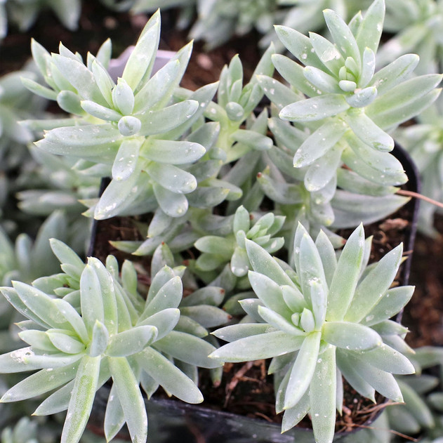 Sedum reflexum 'Spanish Blue Select'