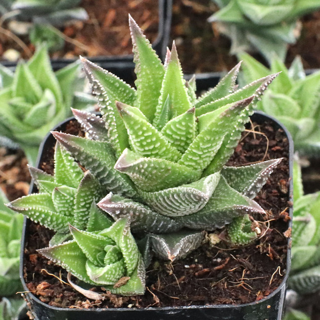 Haworthiopsis venosa ssp. granulata