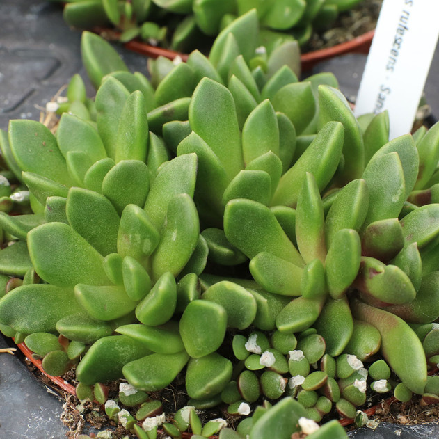 Anacampseros rufescens - Sand Rose [large]