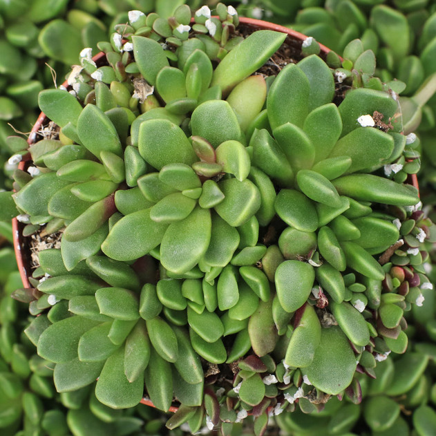 Anacampseros rufescens - Sand Rose [large]