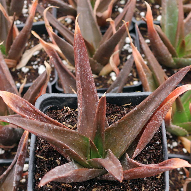 Alworthia pentagona 'Black Gem' [large] - April