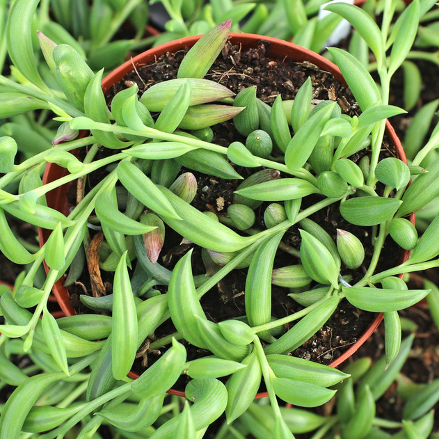 Senecio radicans (now Curio radicans) - String of Bananas