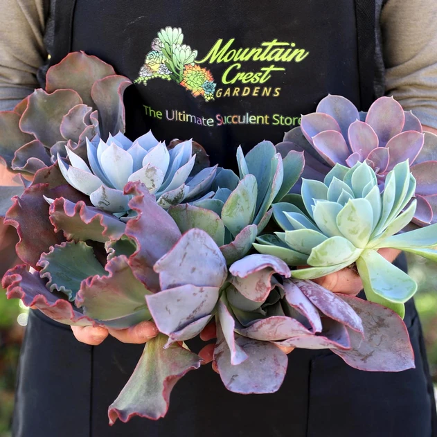 Extra Large Varieties