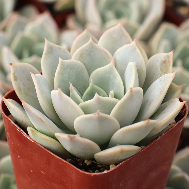 Echeveria 'Arctic Ice'