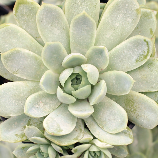 Echeveria 'Arctic Ice'
