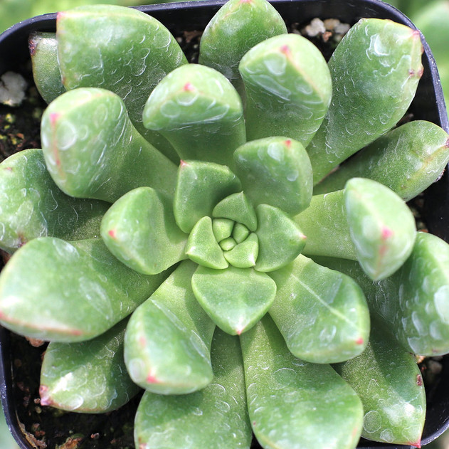 Pachyveria 'Spring Bouquet' PP30341