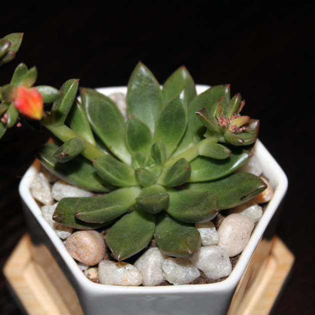 Pachyveria 'Spring Bouquet' PP30341 (Customer Photo)