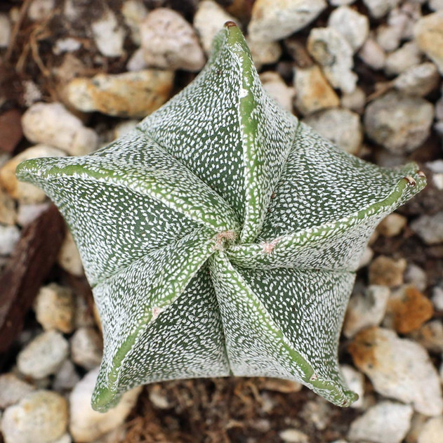 Astrophytum myriostigma - Bishop's Cap