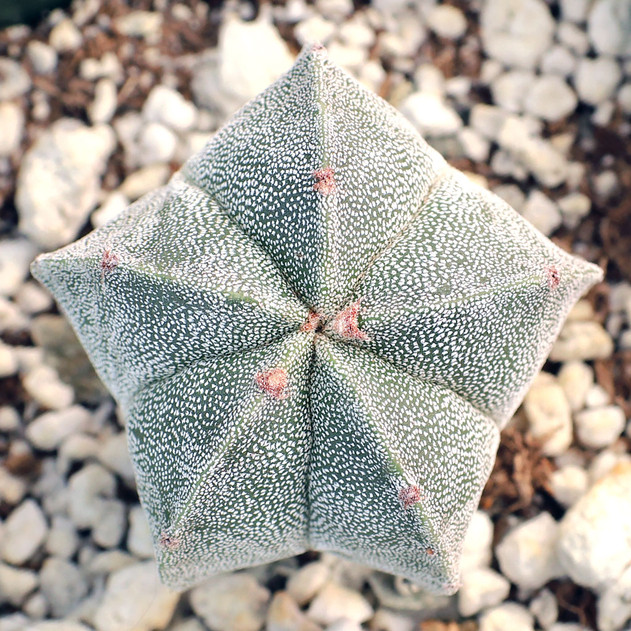 Astrophytum myriostigma - Bishop's Cap