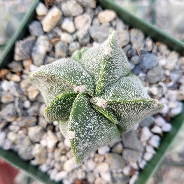 (Sprout more ribs with time) Astrophytum myriostigma - Bishop's Cap