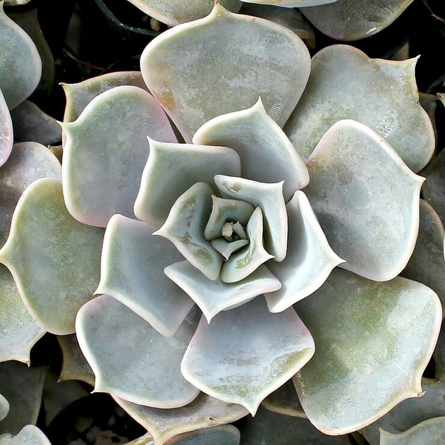 Echeveria lilacina - Ghost Echeveria