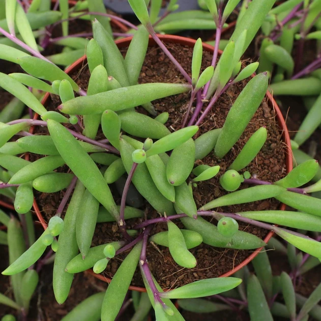 Othonna capensis 'Ruby Necklace' [large]