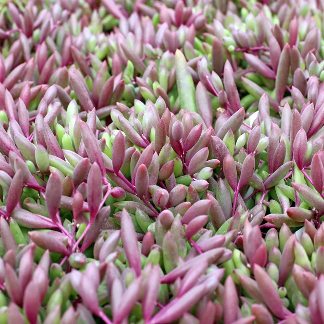 Othonna capensis 'Ruby Necklace' [large]