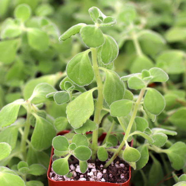 Plectranthus 'Chiles and Lime'