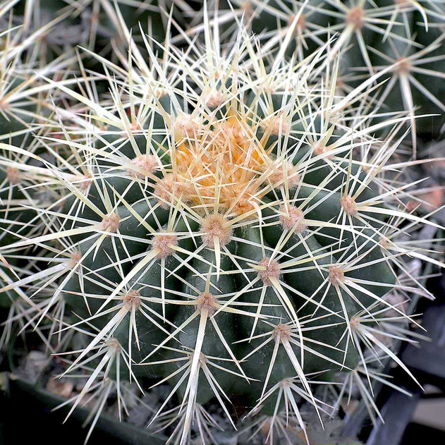 Echinocactus grusonii - Golden Barrel Cactus