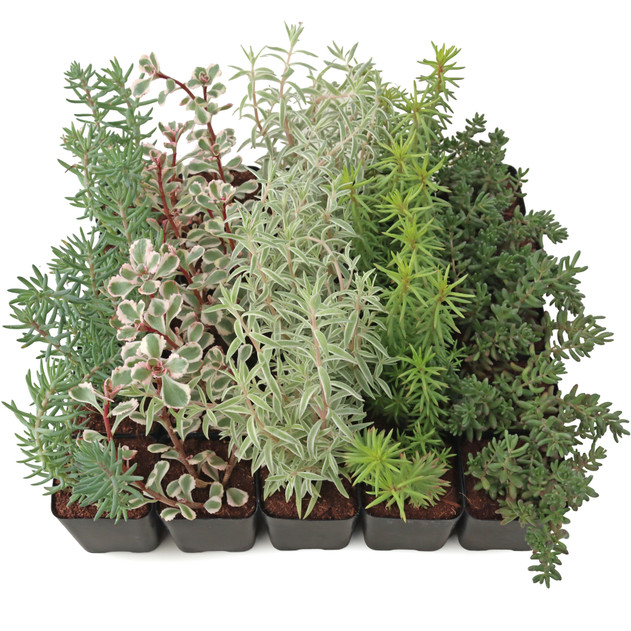 Sedum (Hardy) Bulk Pack 
