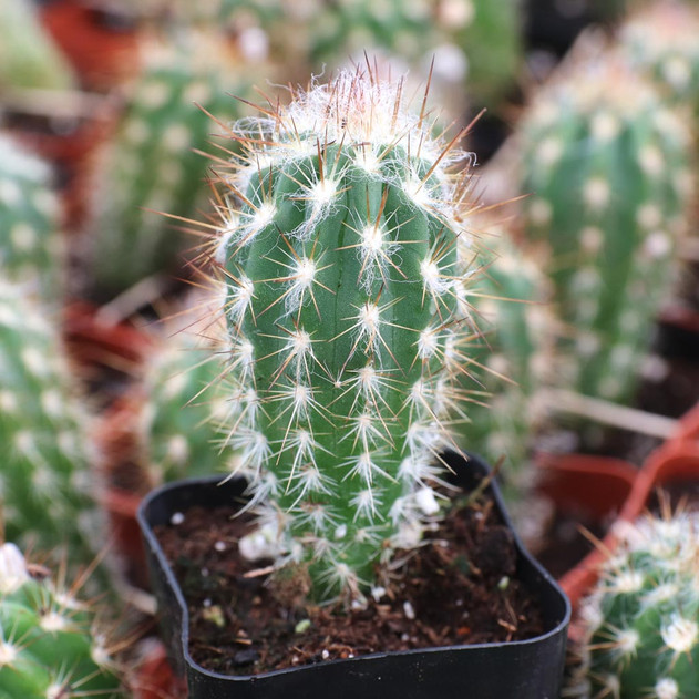 Stetsonia coryne - Toothpick Cactus
