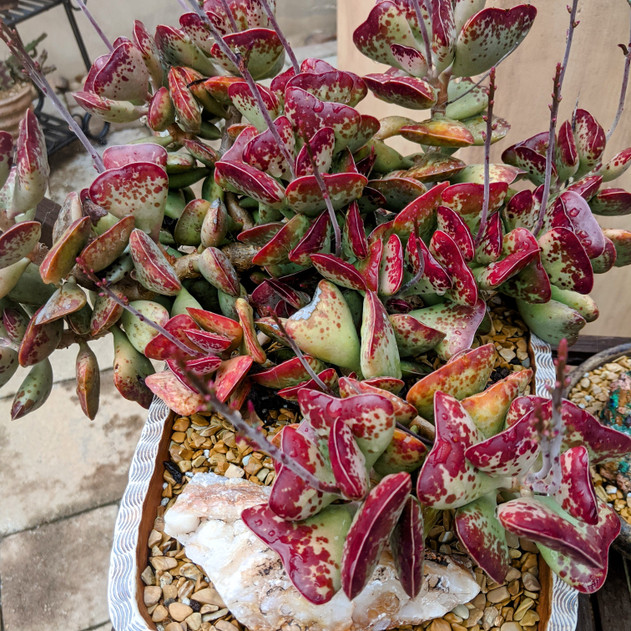 Adromischus triflorus 'Calico Hearts'
